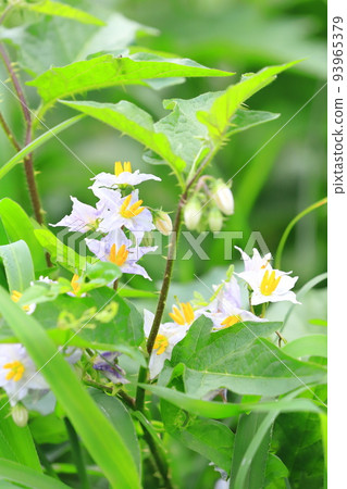 Evil Eggplant (Warunasubi) flower in full bloom 93965379