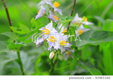 邪惡的茄子 (Warunasubi) 花盛開 邪惡的茄子 (Warunasubi) 花盛開 93965380