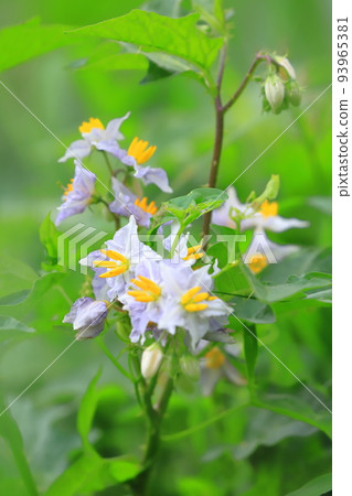 Evil Eggplant (Warunasubi) flower in full bloom Evil Eggplant (Warunasubi) flower in full bloom 93965381