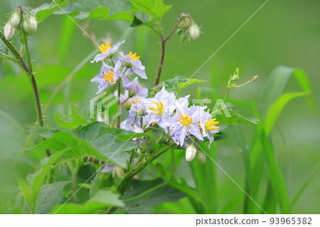 邪惡的茄子 (Warunasubi) 花盛開 93965382