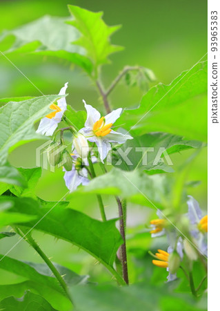 Evil Eggplant (Warunasubi) flower in full bloom 93965383