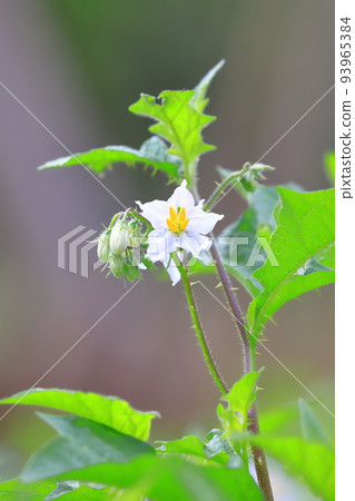 Evil Eggplant (Warunasubi) flower in full bloom Evil Eggplant (Warunasubi) flower in full bloom 93965384