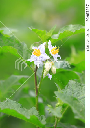 Evil Eggplant (Warunasubi) flower in full bloom 93965387