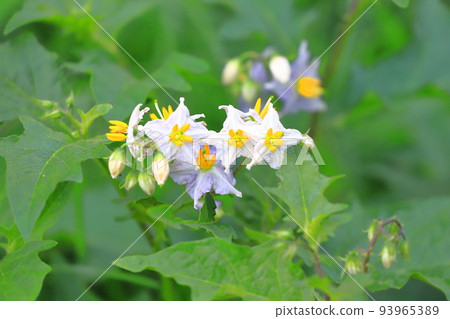 Evil Eggplant (Warunasubi) flower in full bloom Evil Eggplant (Warunasubi) flower in full bloom 93965389