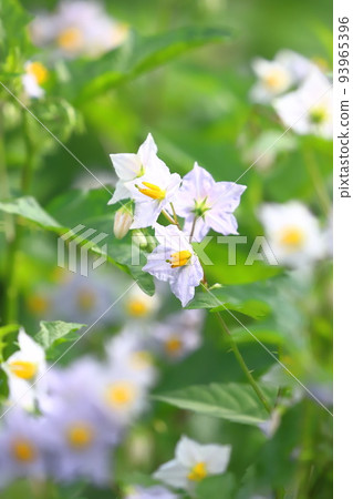 Evil Eggplant (Warunasubi) flower in full bloom 93965396