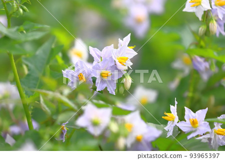 Evil Eggplant (Warunasubi) flower in full bloom 93965397