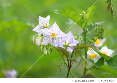 Evil Eggplant (Warunasubi) flower in full bloom Evil Eggplant (Warunasubi) flower in full bloom 93965398