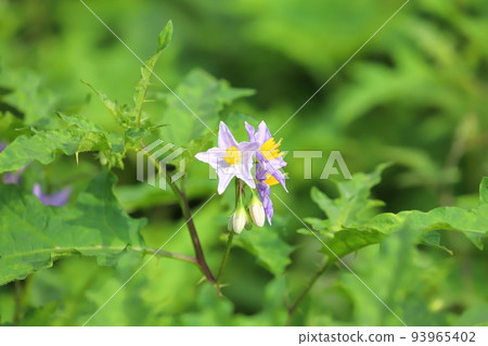 Evil Eggplant (Warunasubi) flower in full bloom Evil Eggplant (Warunasubi) flower in full bloom 93965402