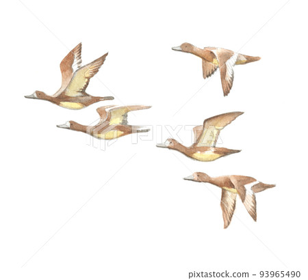 水彩畫:鳥 水彩畫:鳥 93965490