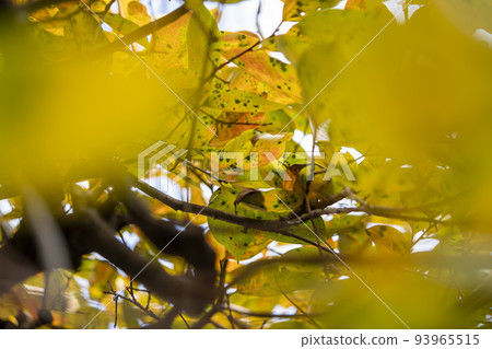 柿子葉子秋葉 93965515