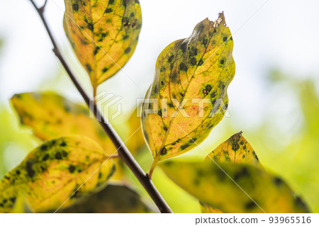 Autumn leaves of persimmon leaves 93965516