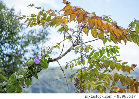 Autumn leaves and Western morning glory 93965517