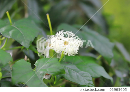Flower of crow gourd 93965605