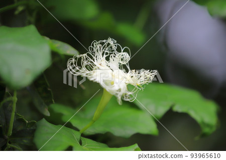 Flower of crow gourd 93965610