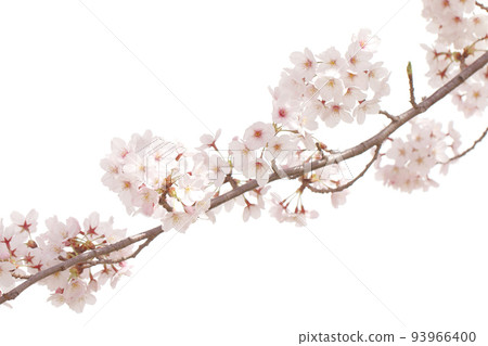 Cherry branch 93966400
