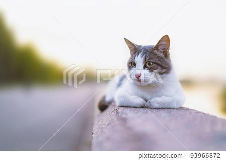 A laid-back cat with yellow eyes lies on a stone balustrade on sunset, gray tabby cat 93966872