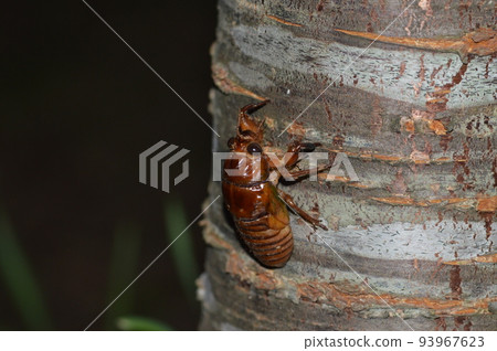 Cicada larva Cicada larva 93967623