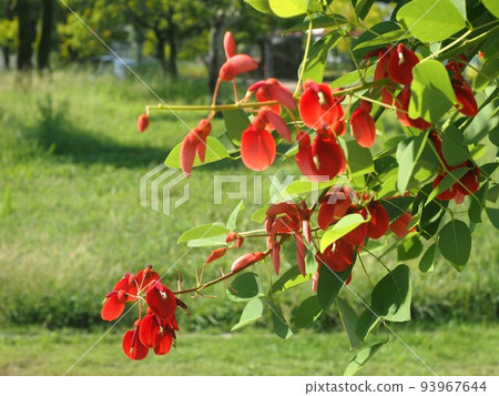 American deigo bathed in the morning sun (red flower at the tip of a branch) 93967644