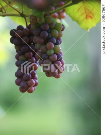 red ripe vineyard 93967667