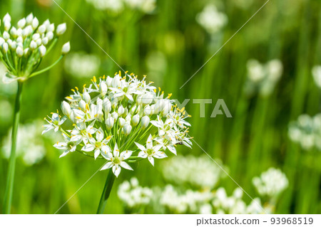 Vegetable flower Chive flower 93968519