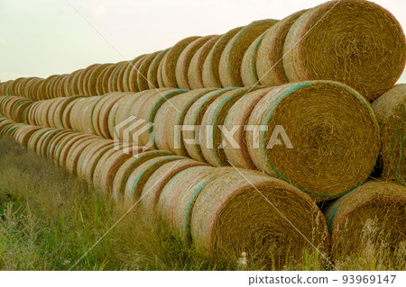 Hay bales on the field. Many large bales of hay stacked on the field. Hay bales on the field. Many large bales of hay stacked on the field. 93969147