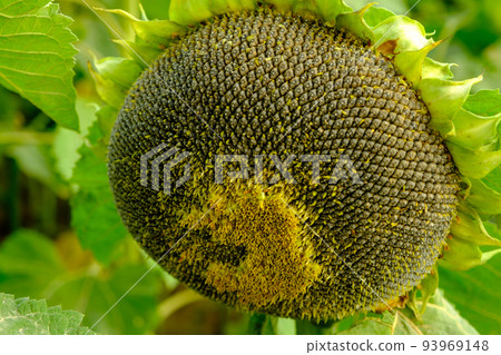A large single sunflower seed head closeup finished blooming with sunflower field and trees in the background in autumn. A large single sunflower seed head closeup finished blooming with sunflower field and trees in the background in autumn. 93969148