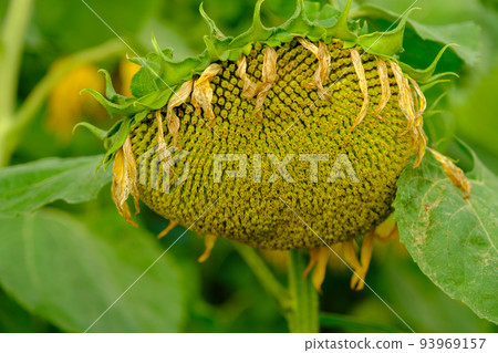 A large single sunflower seed head closeup finished blooming with sunflower field and trees in the background in autumn. A large single sunflower seed head closeup finished blooming with sunflower field and trees in the background in autumn. 93969157