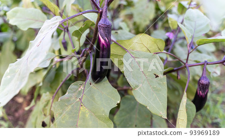Grown and colored eggplant fruit Grown and colored eggplant fruit 93969189