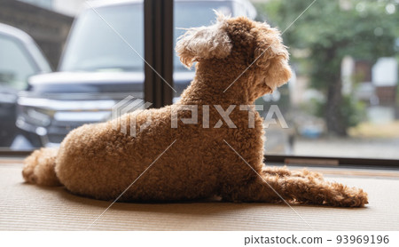 一隻玩具貴賓犬躺在榻榻米房間裡凝視著外面 93969196