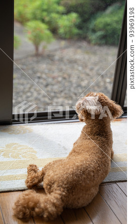 Toy poodle lying in a flooring room and looking outside (vertical) Toy poodle lying in a flooring room and looking outside (vertical) 93969198