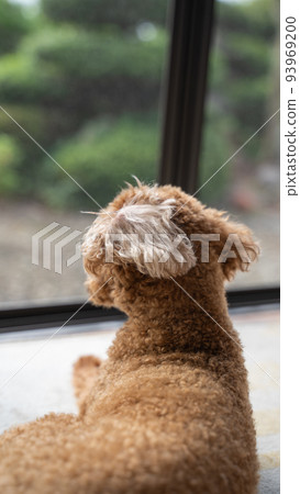 Toy poodle lying in a flooring room and looking outside (up) 93969200