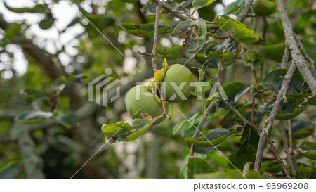 Two green persimmons starting to ripen in my parents' garden 93969208