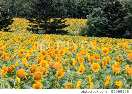 Hokuryu-cho, Hokkaido, Sunflower Village with over 1 million sunflowers in full bloom [August] 93969338
