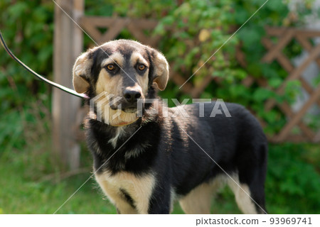 The dog walks in the summer in a public park on a leash. The concept of pets and responsibility and care for pets 93969741