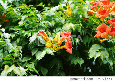 Nausuz Kazura Nausuz Kazura 93971334