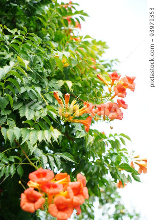 Nausuz Kazura 93971353