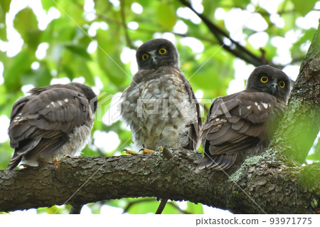 Ao bazook's chick Ao bazook's chick 93971775