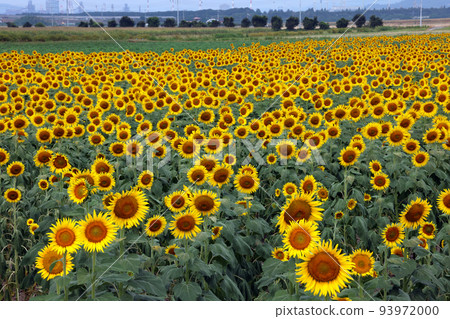 向日葵961 93972000