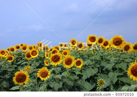 Sunflower 980 Sunflower 980 93972010