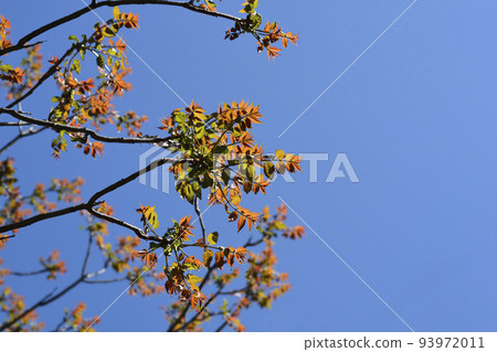 Tree of heaven Tree of heaven 93972011