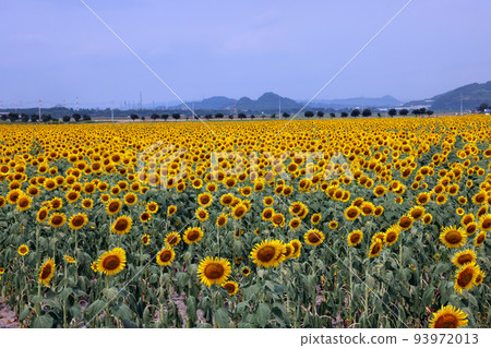 Sunflower 982 Sunflower 982 93972013