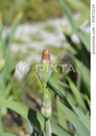 Tall bearded iris Far Corners Tall bearded iris Far Corners 93972014