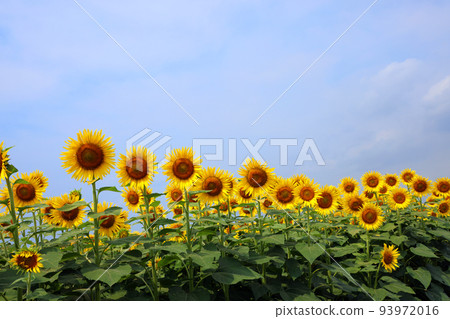 向日葵987 93972016