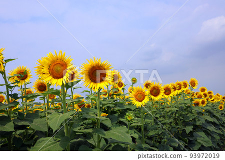 Sunflower 995 Sunflower 995 93972019