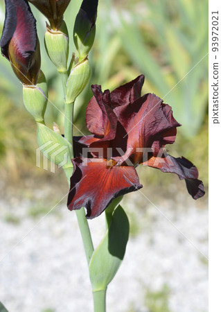 Tall bearded iris Spartan 93972021