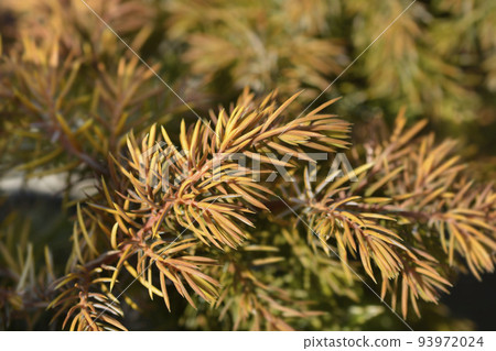 Shore Juniper All Gold 93972024