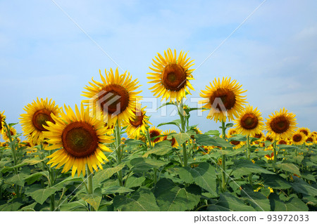 Sunflower 1039 Sunflower 1039 93972033