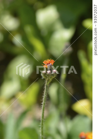 Orange hawkweed Orange hawkweed 93972037