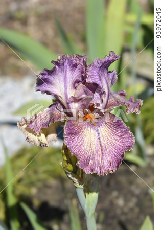 Tall bearded iris Queen in Calico Tall bearded iris Queen in Calico 93972045