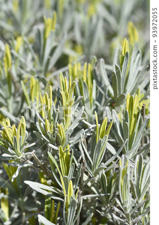 Lavender Platinum Blonde 93972055